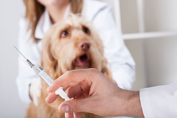血液検査　注射をする犬